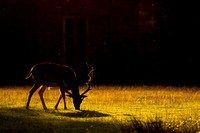Evening Deer
