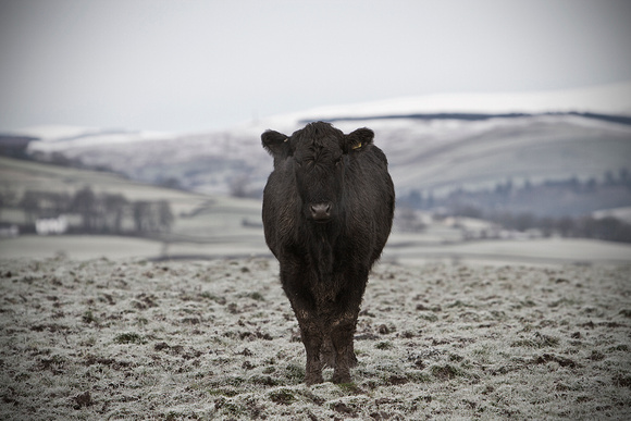 Cold cow