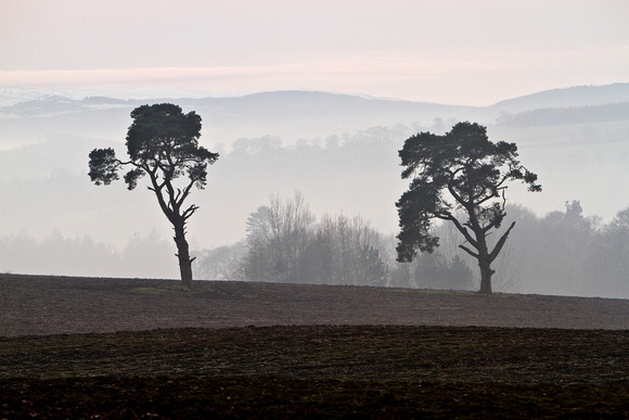 Trees in a field above the mist