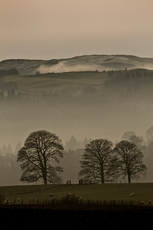 Trees, Sheep and Mist