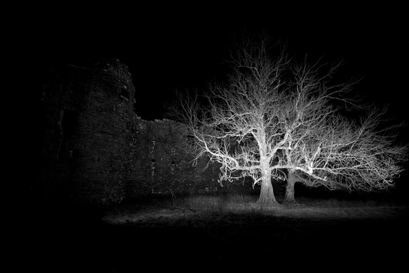 Ghost Tree